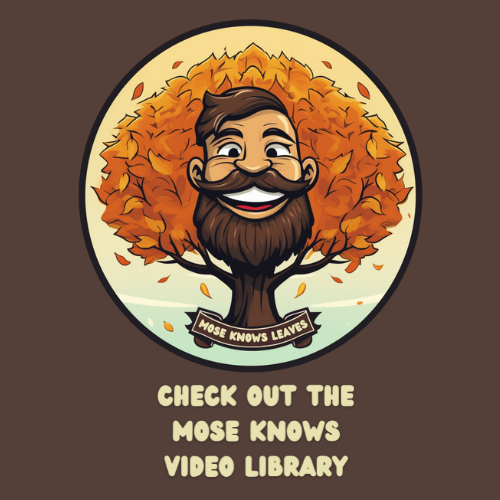 Mose Knows Leaves - Check Out the Mose Knows Video Library