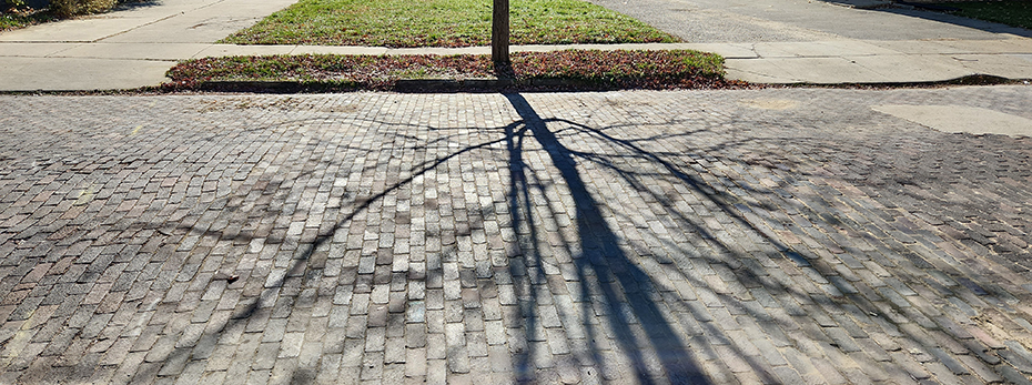 Brick street with a tree in the background and a shadow of the tree on the street