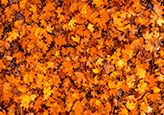 Close-up of pile of fall leaves